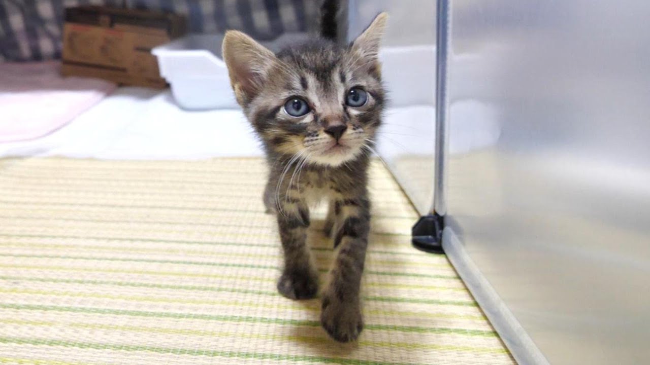 ガリガリの状態で保護された子猫がねこねこ保育園に入園しました【赤ちゃん猫　保護猫】