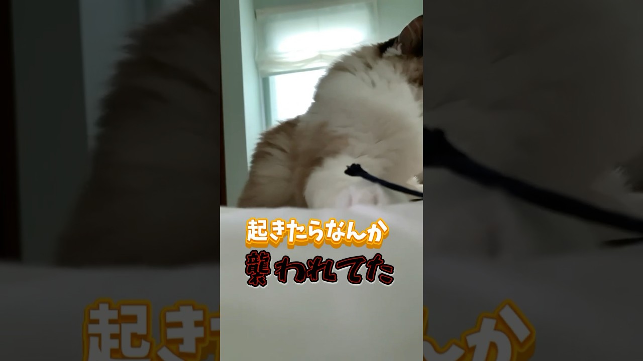 なんか攻撃されてて起きた飼い主 #猫 #cat #ragdolls #ラグドール #猫のいる暮らし #猫好きさんと繋がりたい #shorts #寝起き