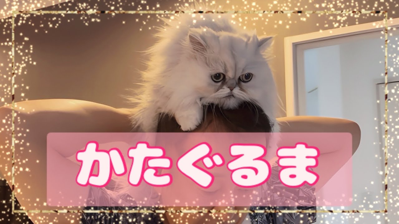 【ペルシャと子なし夫婦】肩車してるつもりか知らんがどう見ても頭に乗っかてるペルシャ猫😈