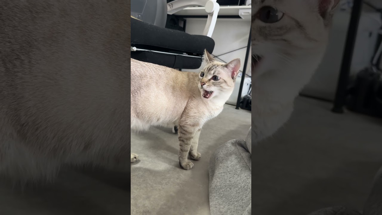 おやつ後の表情が面白い猫　#シャムトラ #元保護猫 #シャムミックス  #cat #猫耳 #kitten  #猫耳 #siamesemix