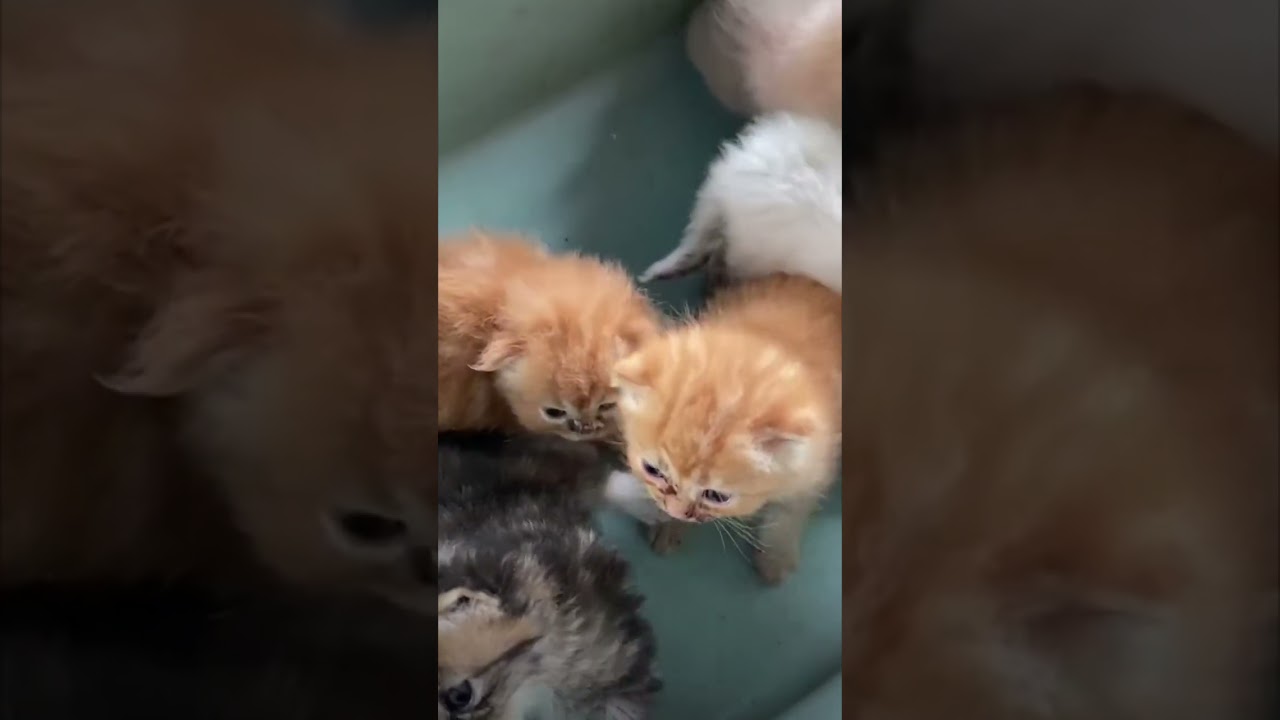 #cat #cats #kitten #kittens #gato #catlover #catlovers #anabul #kucing #anakkucing #cute #cutecat