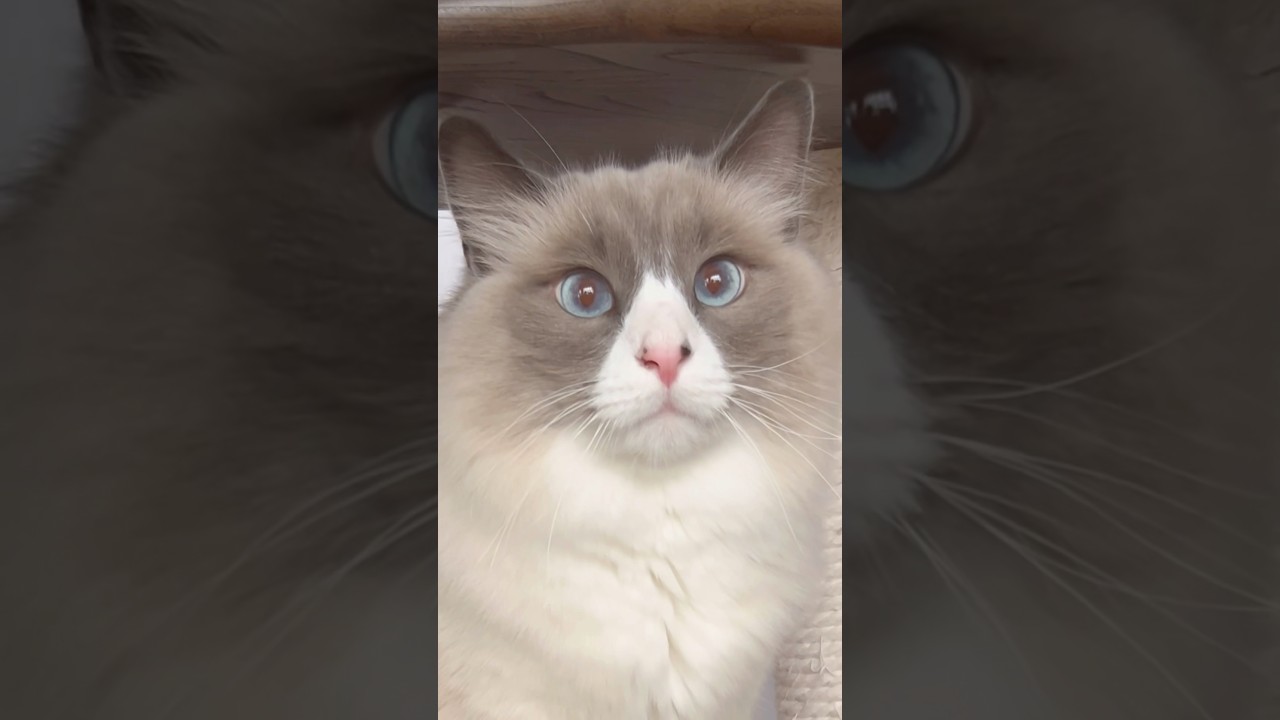 サイベリアン猫カイくんにインタビューしてみました #shorts #サイベリアン #cat