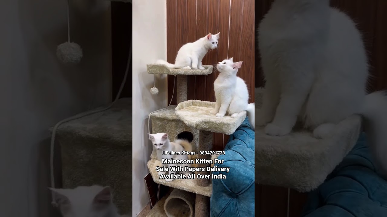 Mainecoon Kitten Price in Bengaluru #mainecoon #catbreed #bangalore #chennai #gurgaon #kolkata #pune