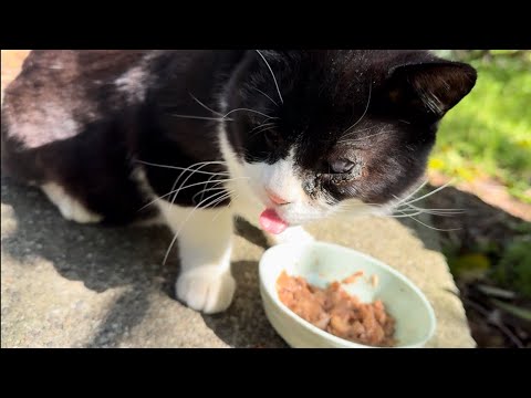 先ずとりあえずは腹ごしらえと、朝ご飯を食べるお出迎え猫❗️ウグイスの鳴き声が聞こえる中で、春の日を過ごす風流な追っかけ猫の、＂ハチ"‼️#朝ご飯 #食べる #お出迎え猫 #うぐいす #鳴き声#風流