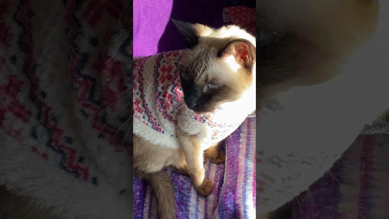 シャム猫ムーン🌙チャンネル・眩しいムンちゃん🌞 #cat #しゃむねこ #siamese