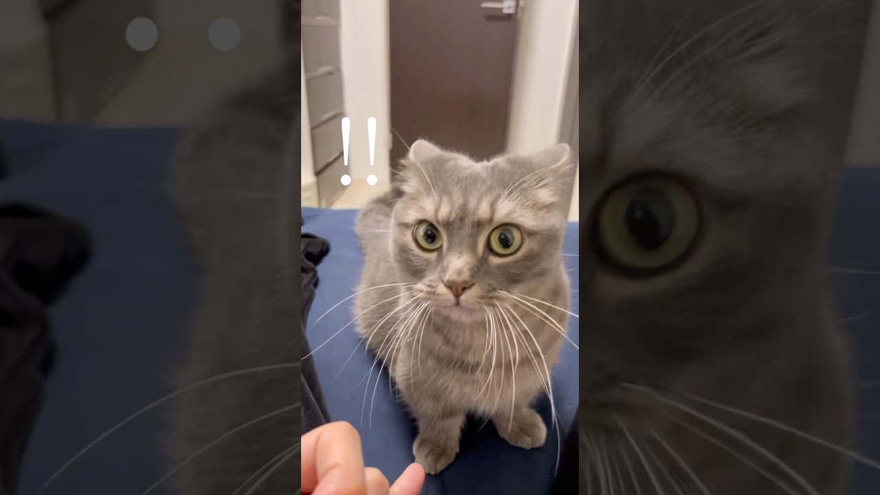 【修羅場】猫とある約束をしたら...#shorts #猫 #マンチカン