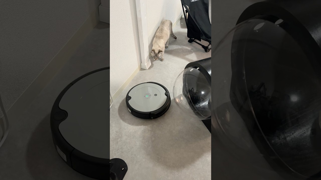 ルンバVSネコ　勝敗の行方は？　#シャムトラ #元保護猫 #シャムミックス  #cat #猫耳 #kitten  #猫耳 #siamesemix