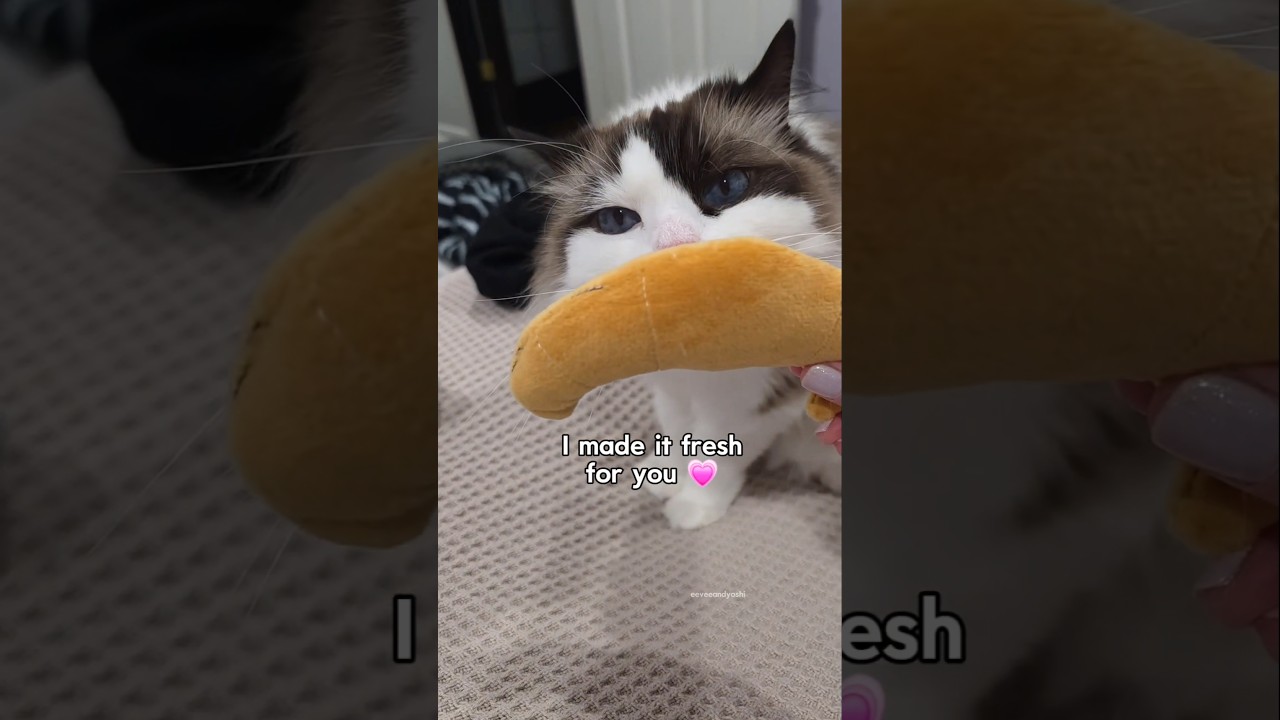 Order up! 🥐🐾