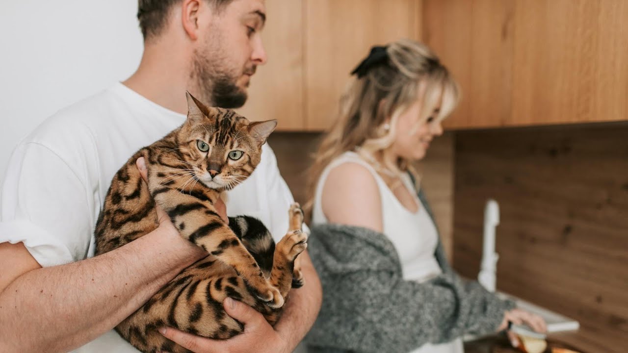 Why Bengal Cats Are So Special?