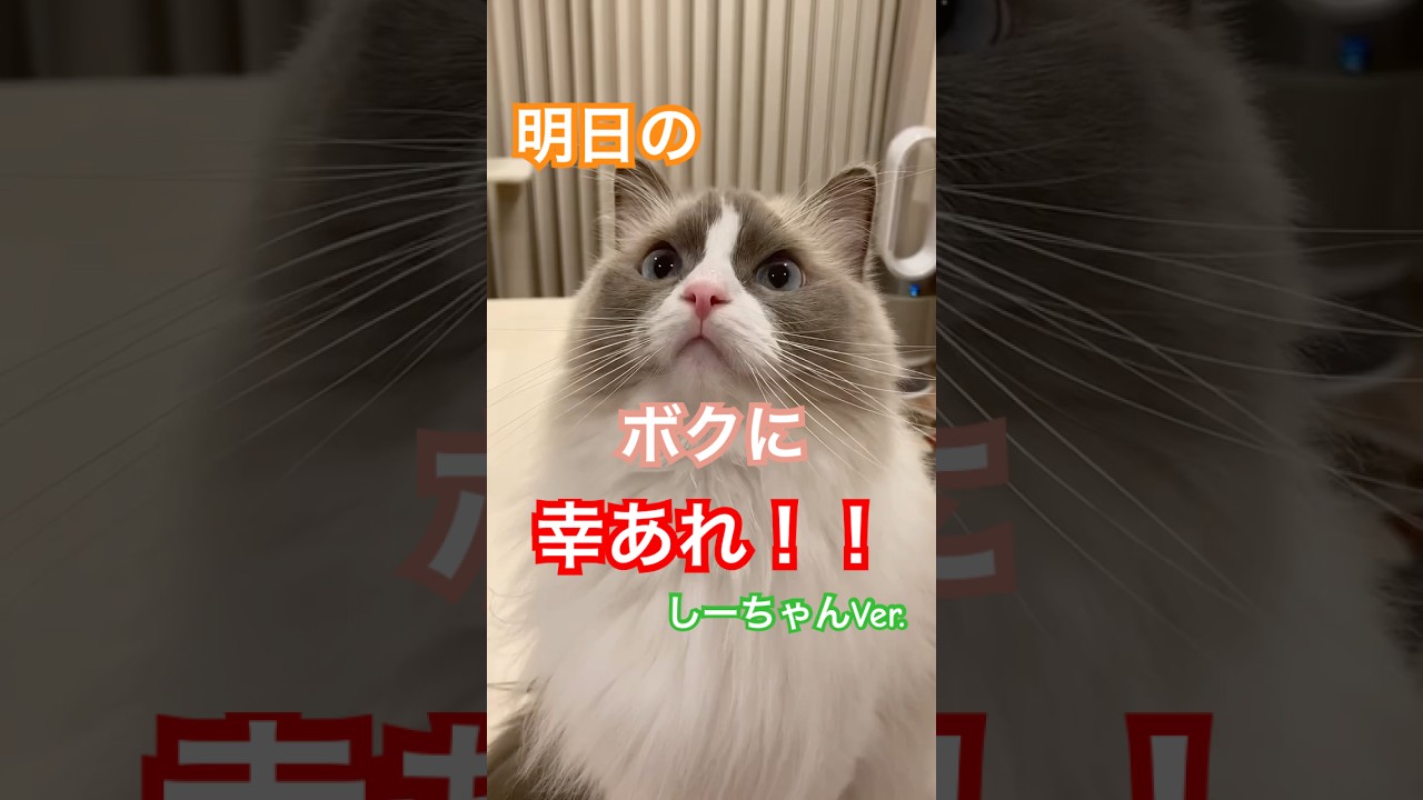 明日はいいことあるにゃ#ragdoll