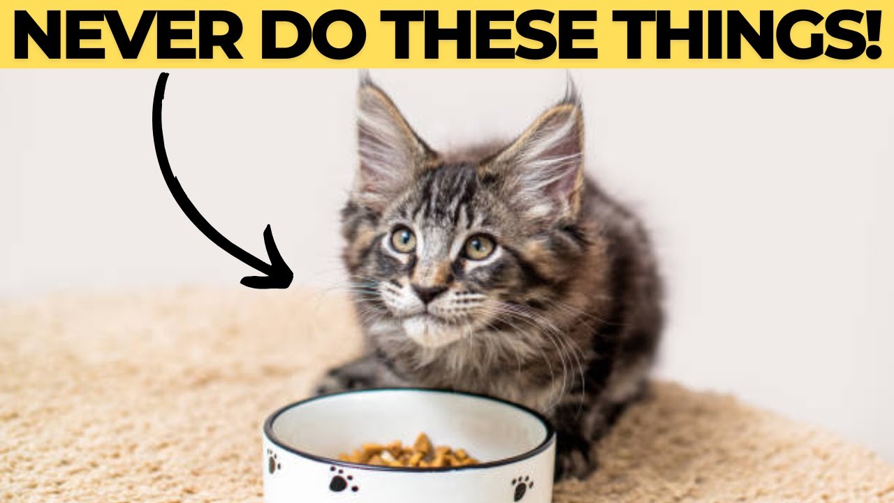 メインクーン猫に絶対にしてはいけない12のこと
