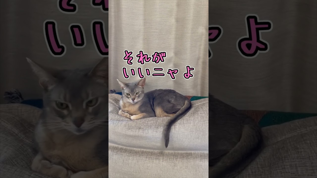 アビシニアンとは その46 ソファーに沈むのが大好き猫 #shorts #猫 #アビシニアン