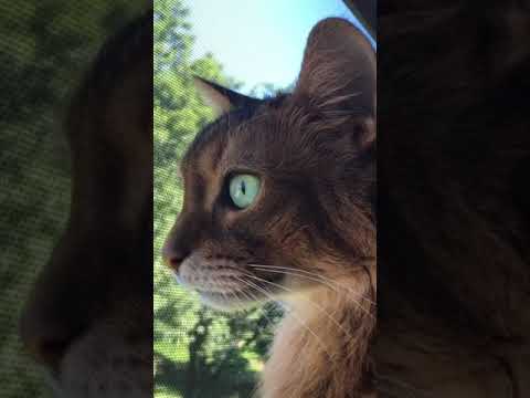 外を眺める猫テトちゃん（ソマリ）はこちらです💕【激かわ】 Here is the cat Teto-chan (Somali) looking out💕 [very cute]＃Shorts
