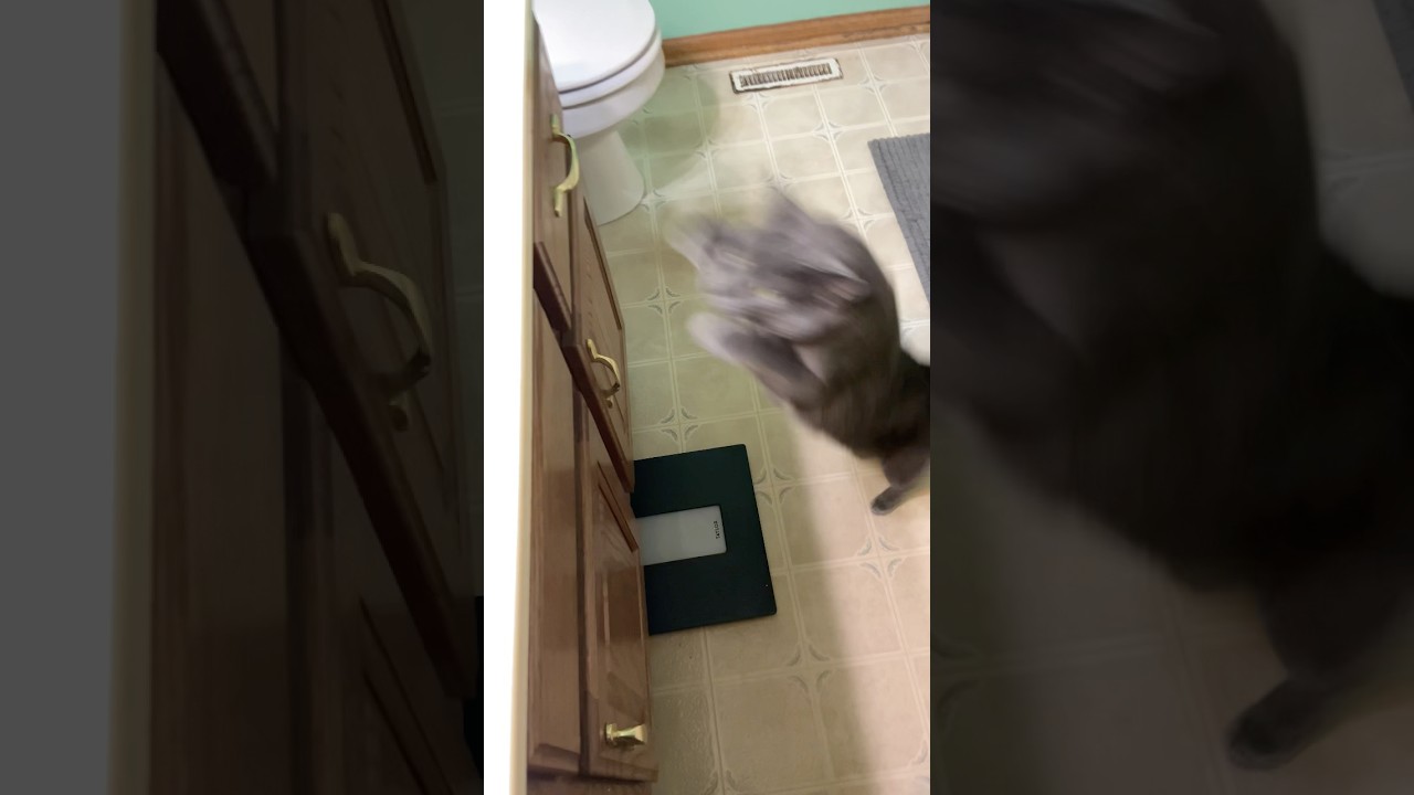 She deserves all of the attention she wants #cat #cats #catfunny #catshorts #fyp #youtubeshorts
