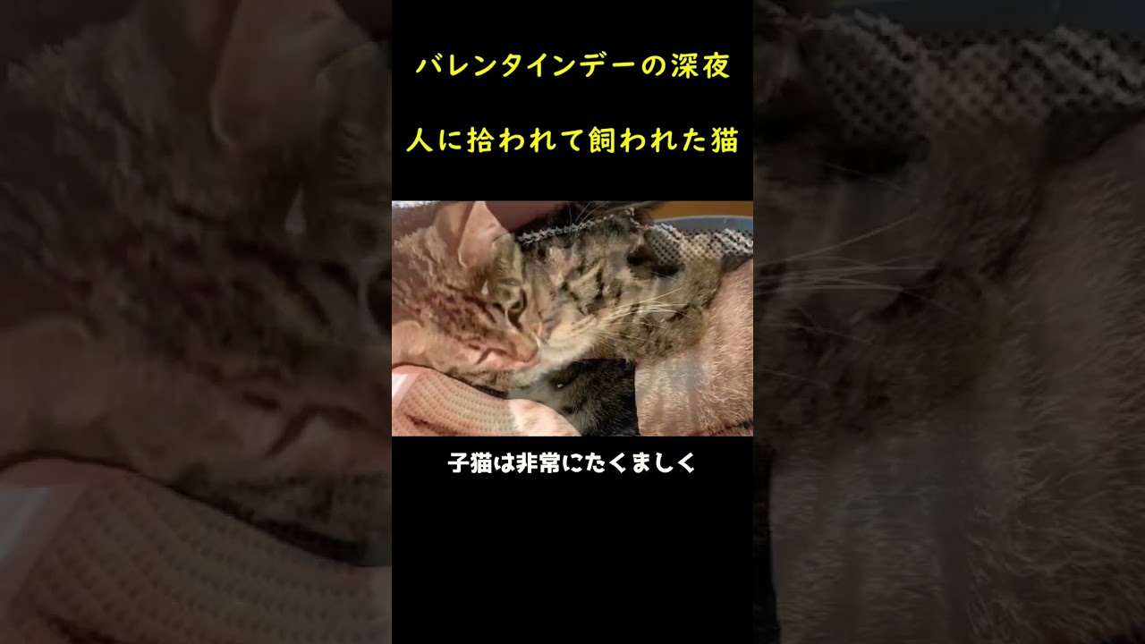 車に隠していた子猫！