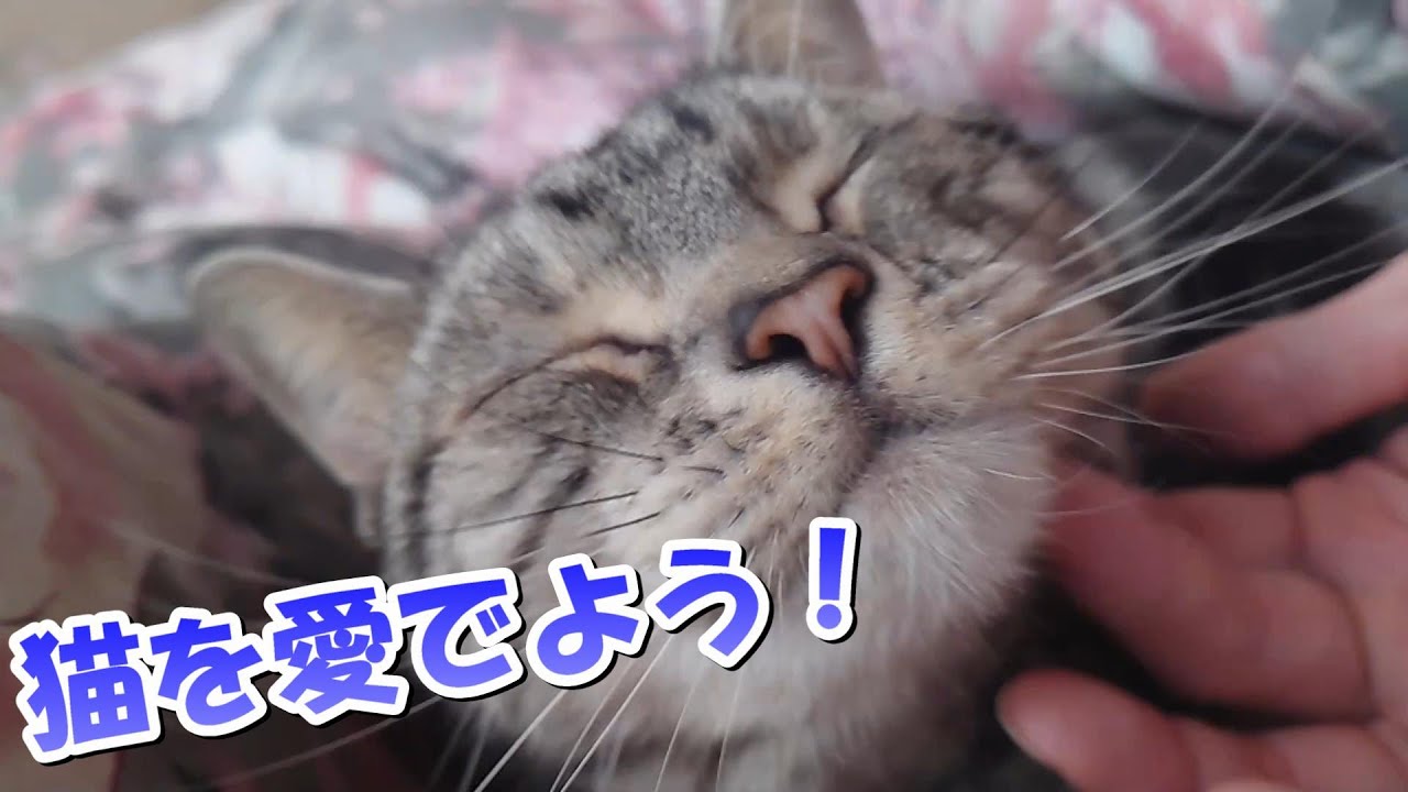 猫を愛でるのが幸せなのだ！（アメリカンショートヘア）
