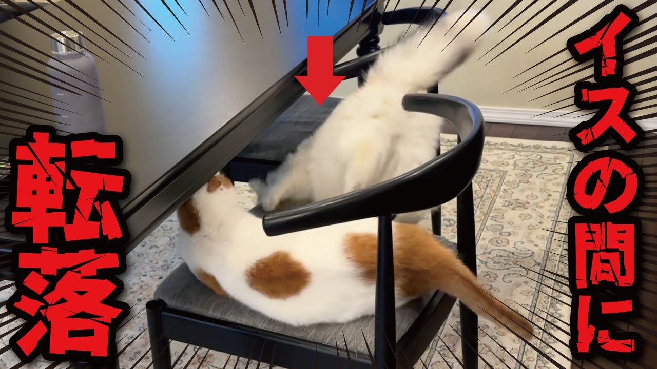 【悲報】すさまじい大ゲンカ中にイスから転落するどんくさすぎる猫【関西弁でしゃべる猫】【猫アテレコ】