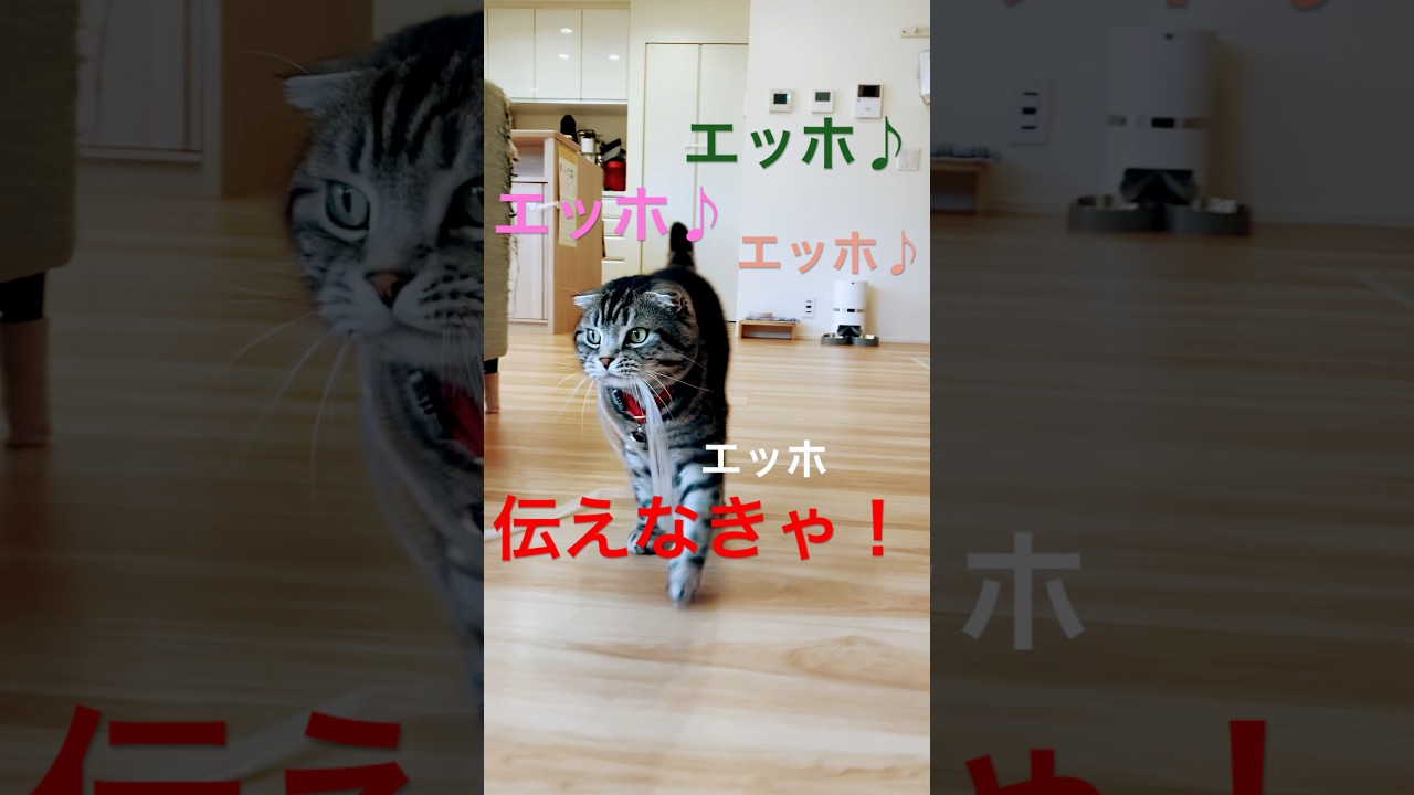エッホエッホ伝えなきゃ！#スコティッシュフォールド折れ耳
