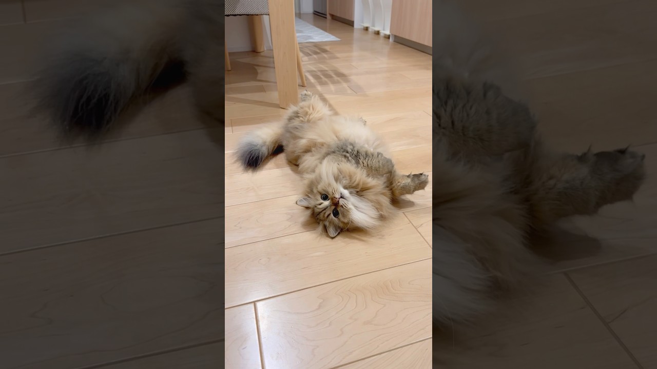 撮られていることに気付いて姿勢を正す猫 【サイベリアン】 #Shorts