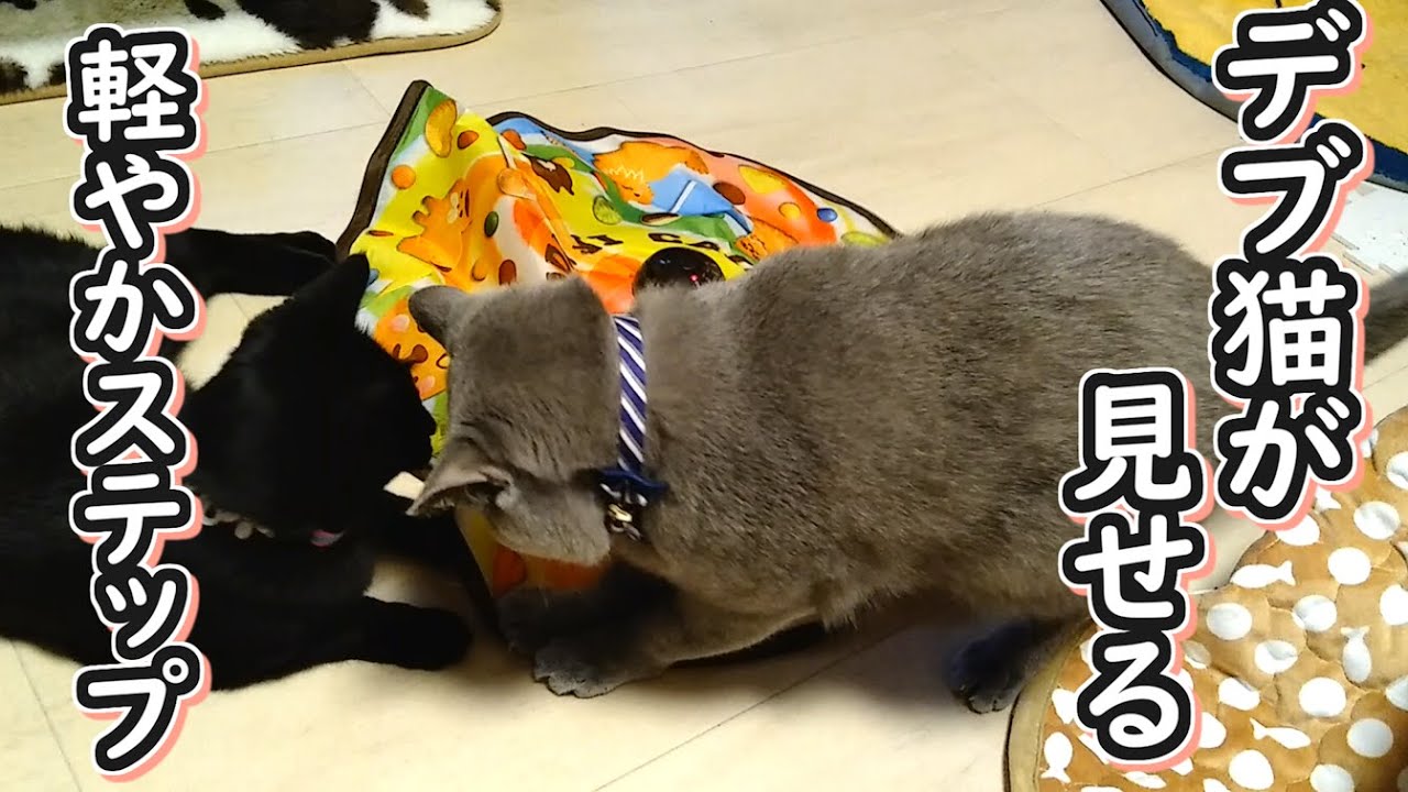 【保護猫】軽やかなステップで遊ぶデブ猫（ブリティッシュショートヘア）【ねこのいる暮らし】