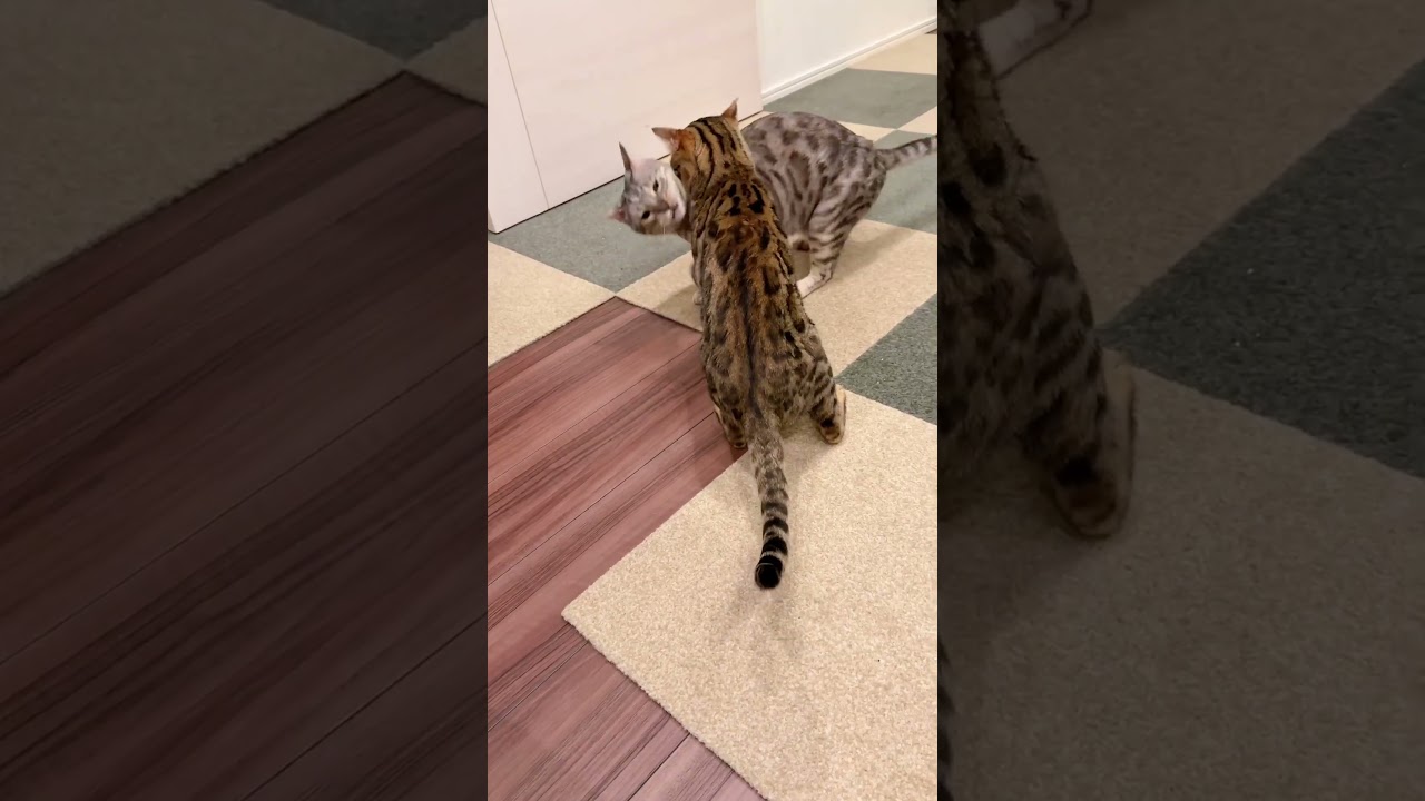 野生の厳しさを知らない猫達による手より口ばかり出る喧嘩 #ルトロゼ #ベンガル #cat