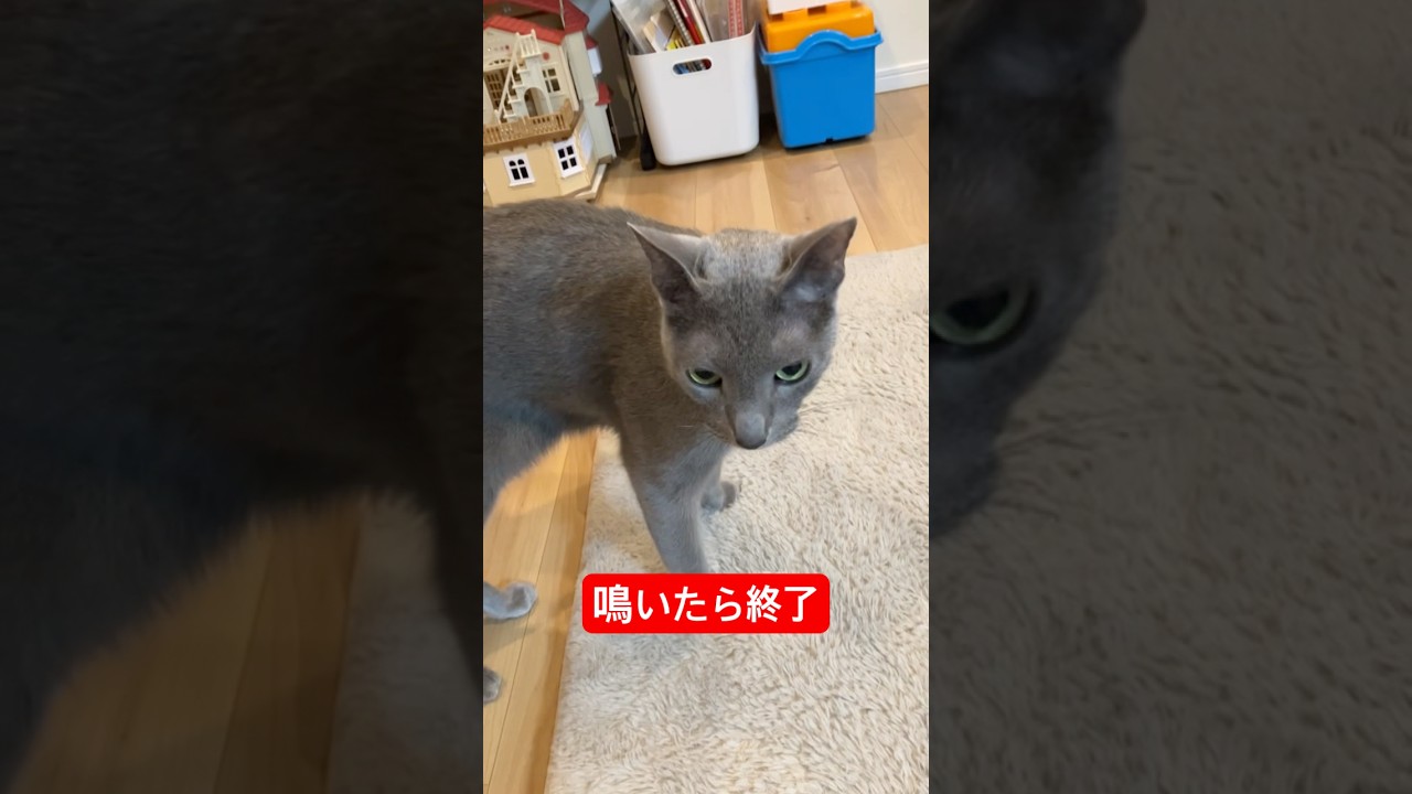 おにゃーん#ロシアンブルー #猫
