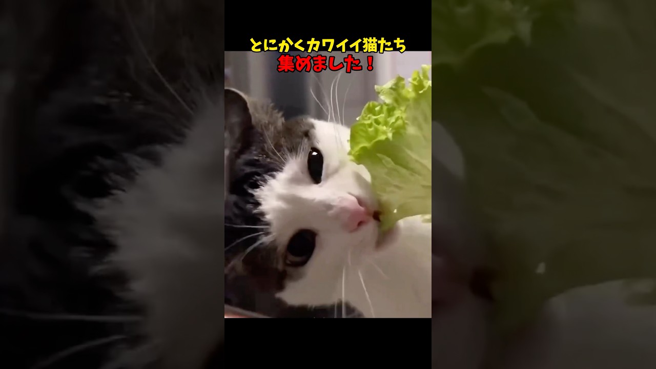 と〜にかく！可愛い❤️ #猫 #cat #cats #ねこ