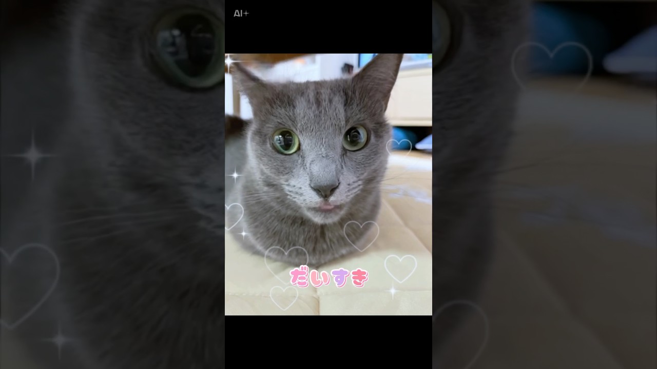 【猫ロシアンブルー】そらちゃんの声で「愛の告白」❤️聞いてね❤️#shorts