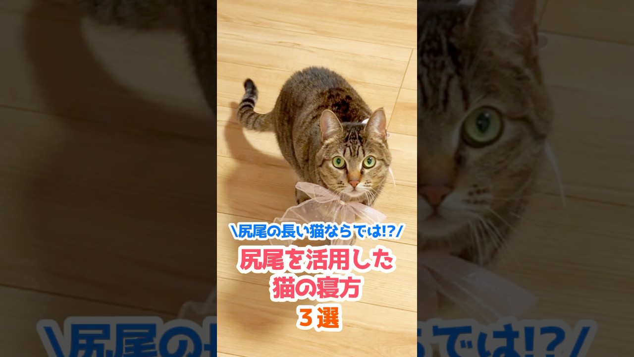 猫の尻尾はけっこう便利だった…！？ #保護猫 #猫のいる暮らし #shorts