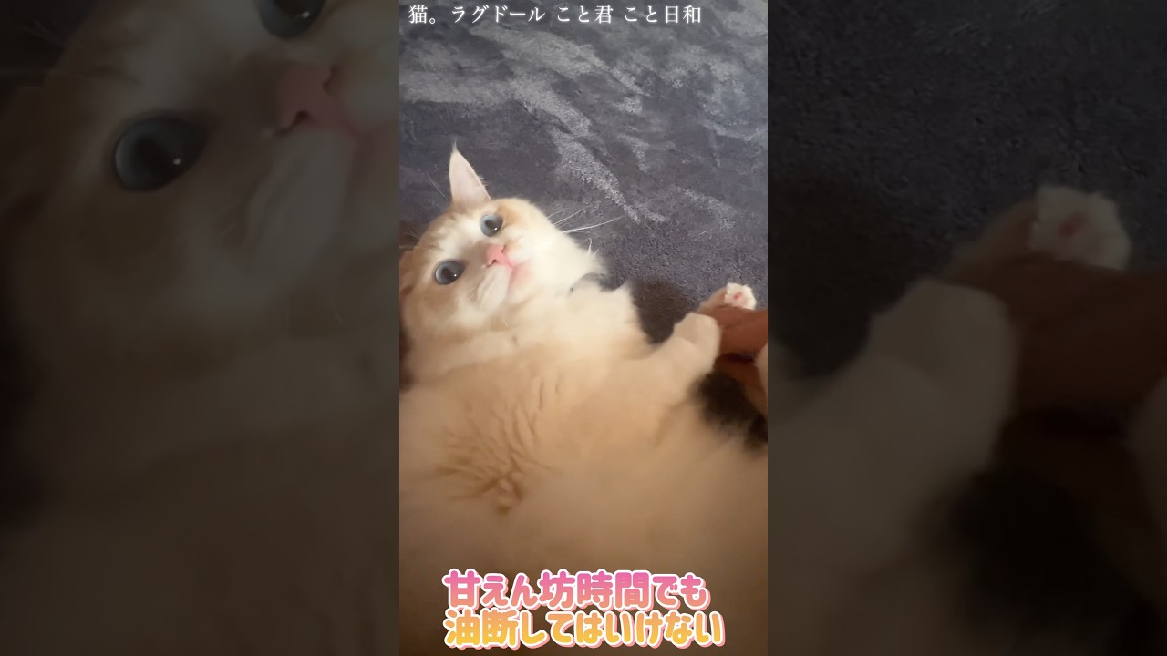 猫。甘えん坊時間でも油断してはいけない#shorts