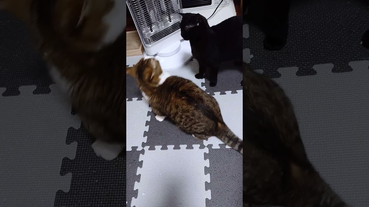 【猫】反撃するムーちゃん(6男)？☆  2025/03/25【ブリティッシュショートヘア】#shorts