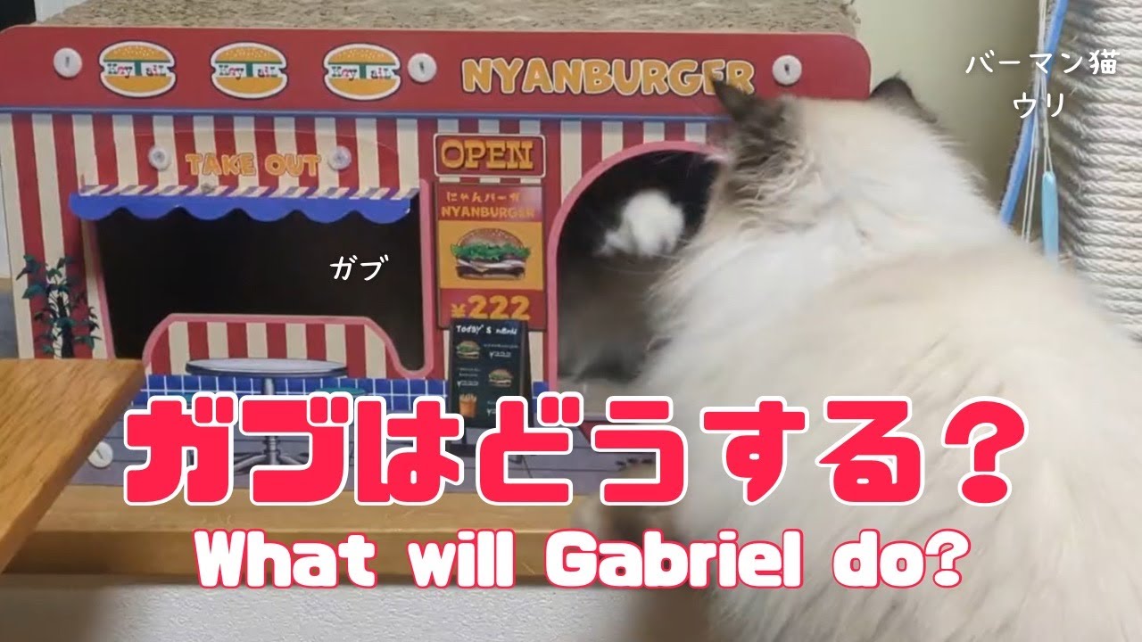 バーマン猫ウリとガブ【ガブはどうする？】What will Gabriel do?（バーマン猫）Birman/Cat