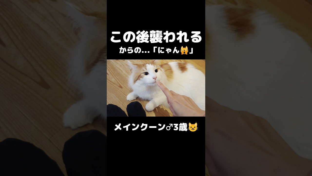 うちのニャンキー😼 #猫のいる暮らし #猫 #メインクーン