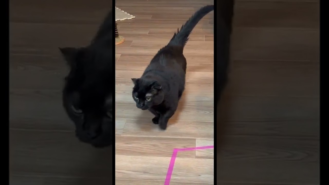 【黒猫マンチカン】ニーヨたん 寝起き #shorts #マンチカン #黒猫 #猫