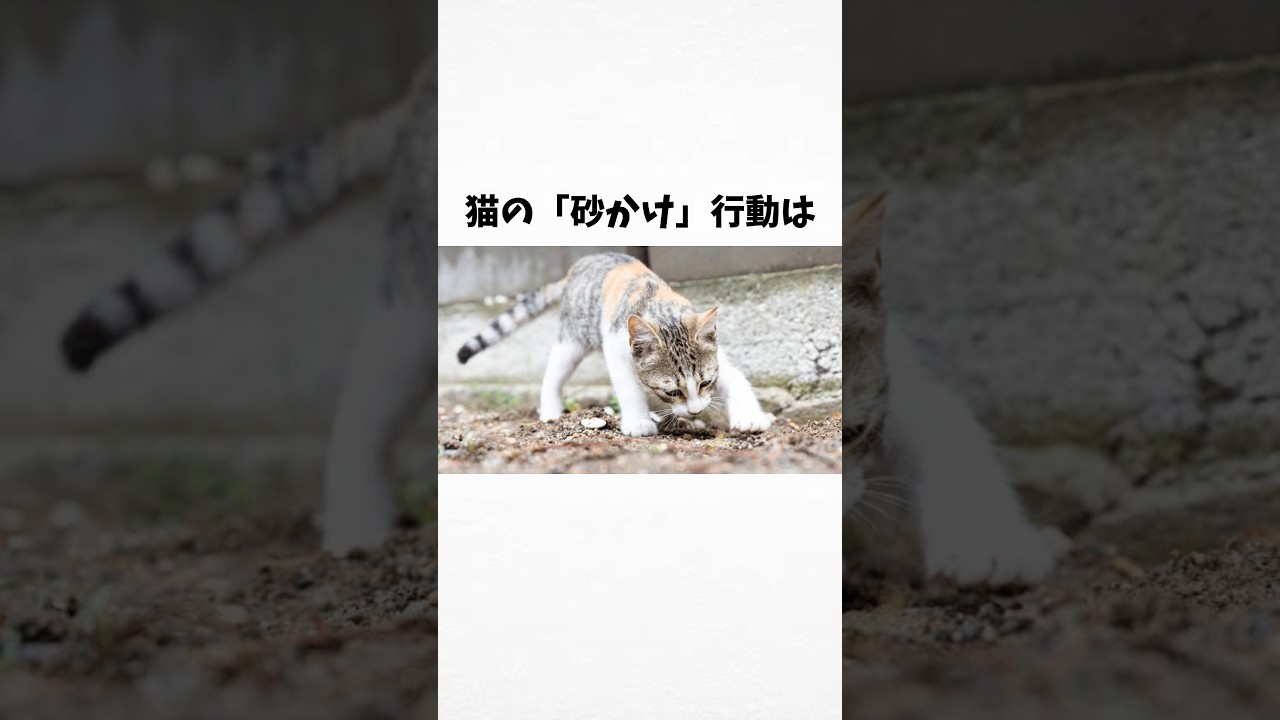 98%の人が絶対に知らない猫に関する雑学・豆知識Part111