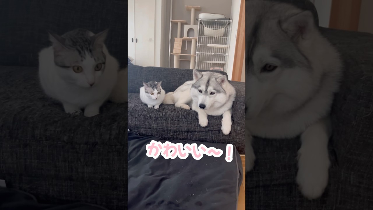 本当の親子みたいなハスキーと子猫#シベリアンハスキー #ハスキー #子猫