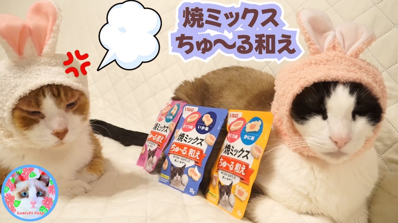 初のおやつをあげたのにご機嫌斜めになった猫がいます【いなば 焼ミックスちゅ～る和え】 Cat treats