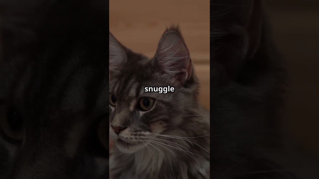 Cats That Crave Cuddles: Breeds Needing Emotional Warmth #CatBreeds #CuddlyCats #FelineFriends
