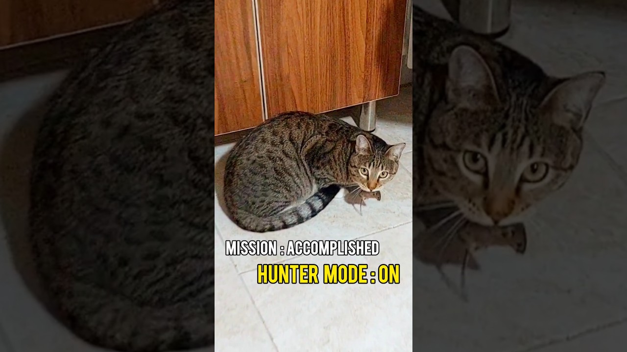 House Cat Turns Wild: Pirooz’s Epic Mouse Catch! 😺