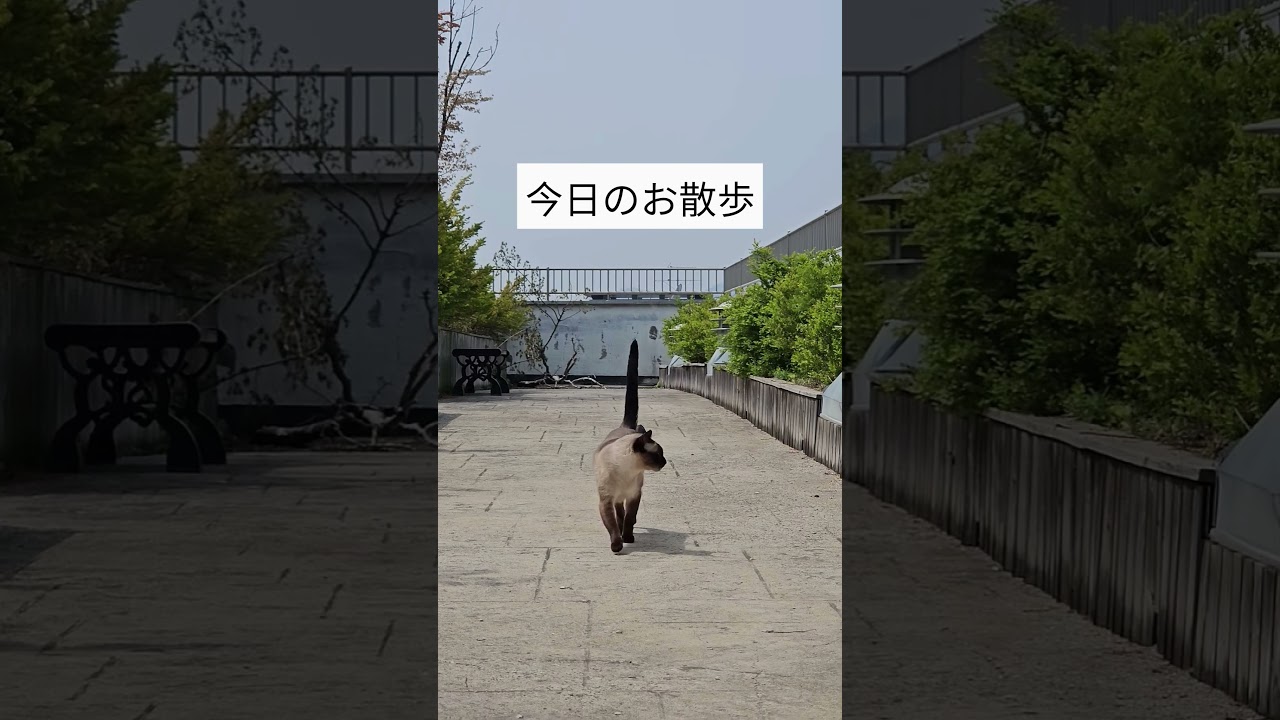 前世は犬に違いない猫さんのお散歩 #シャム猫ひおろ #cat