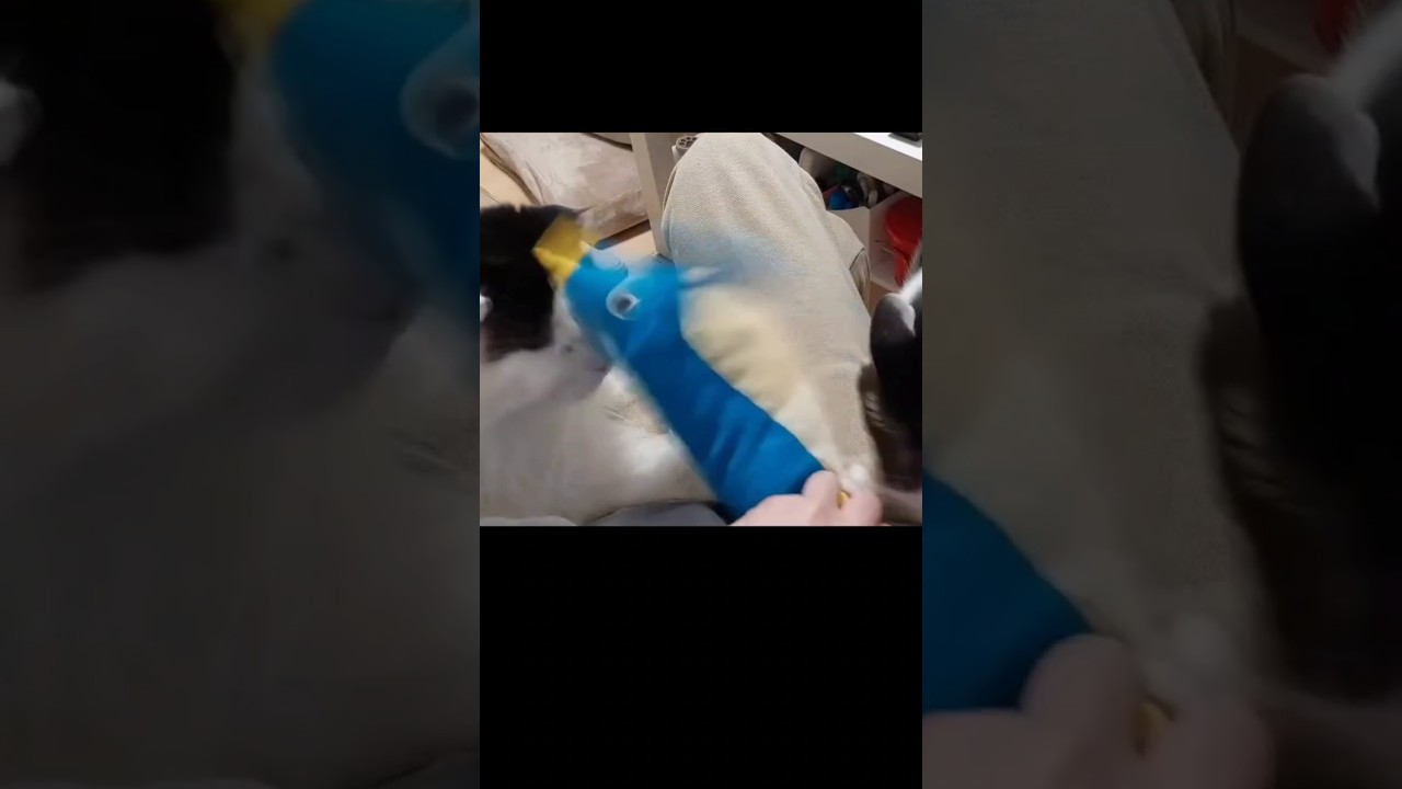 【神回】ペチンッってなった猫 #cat #スコティッシュフォールド