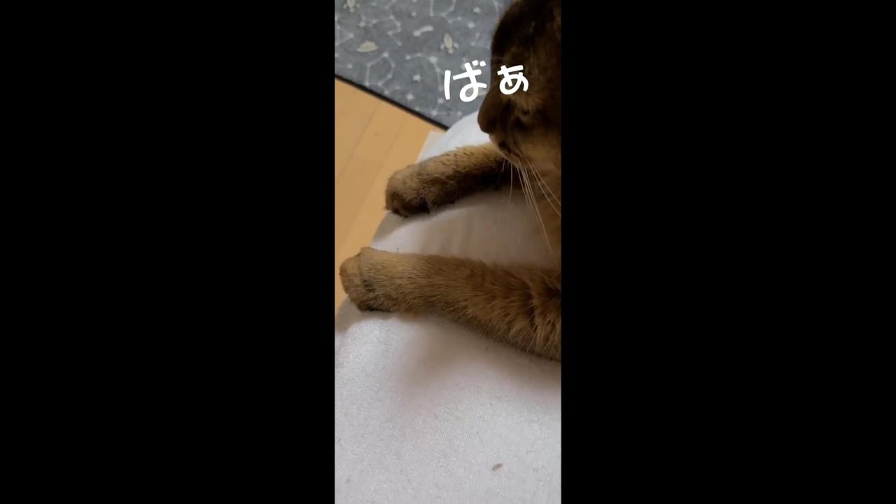 猫のふみふみ　ソマリが甘えています！