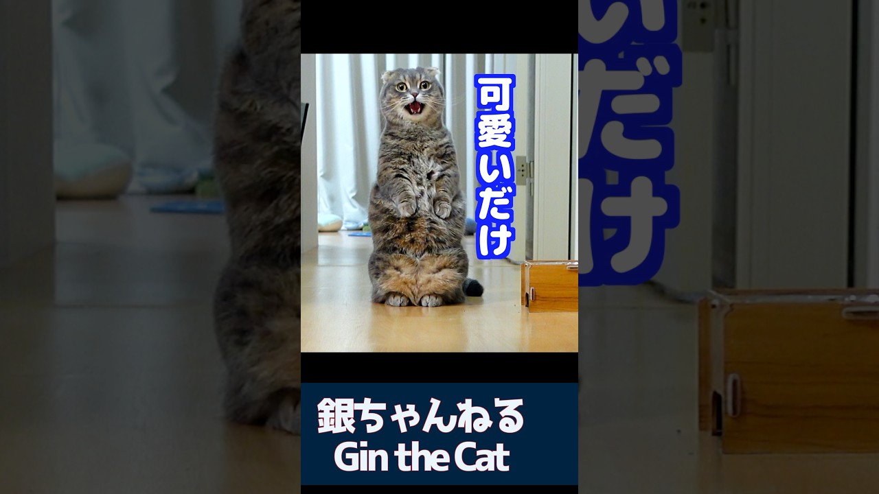 可愛いだけの猫　#cat #マンチカン