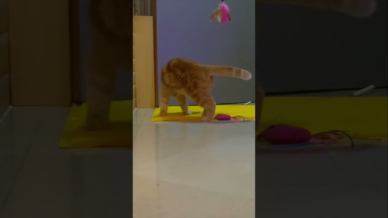 👆🏻Katze macht glücklich👆🏻#katze #cat #gatto #chat #قطة #kot #katt #kat #kočka