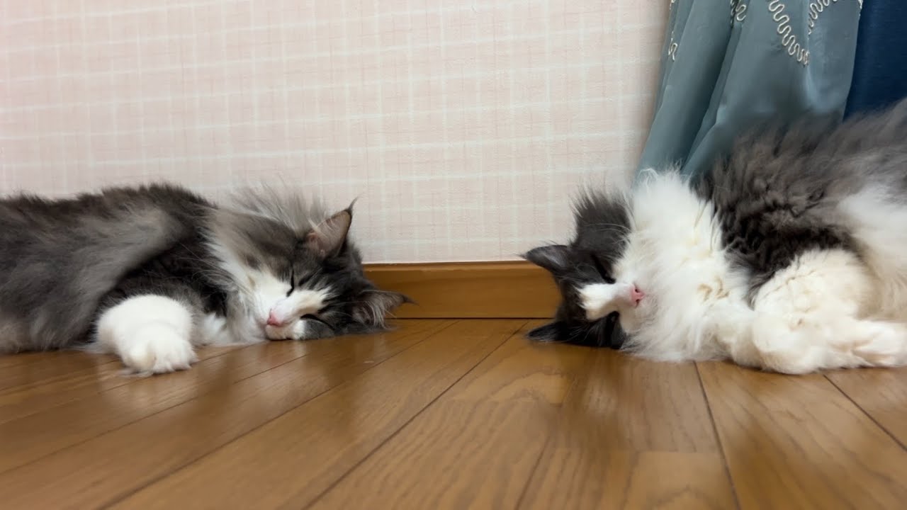 【大集合‼︎】珍しくみんなが集まったある日の夜🌙ノルウェージャンフォレストキャットとターキッシュアンゴラ