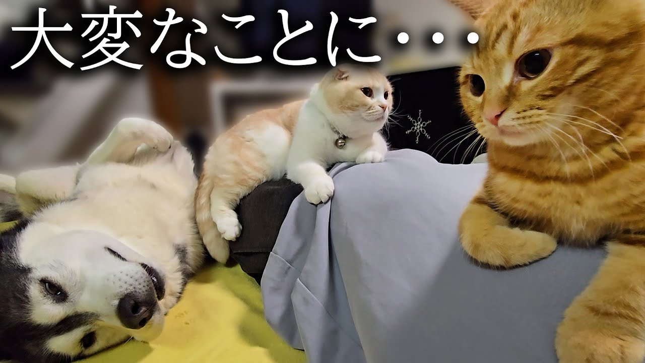 いつもより１時間遅く帰宅したら子猫と犬達が寂しくてこうなります...