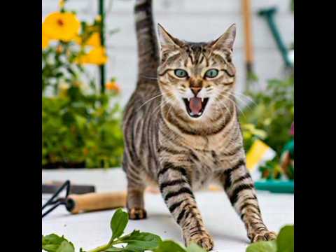 ကြောင်အော်သံ | ေၾကာင္ အသံ | ကြောင်အသံ | Cat Voice | Cat Sound