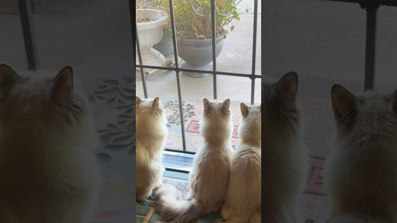 バードウオッチングしながらシンクロする子猫たち #shorts #ラグドール #子猫 #猫