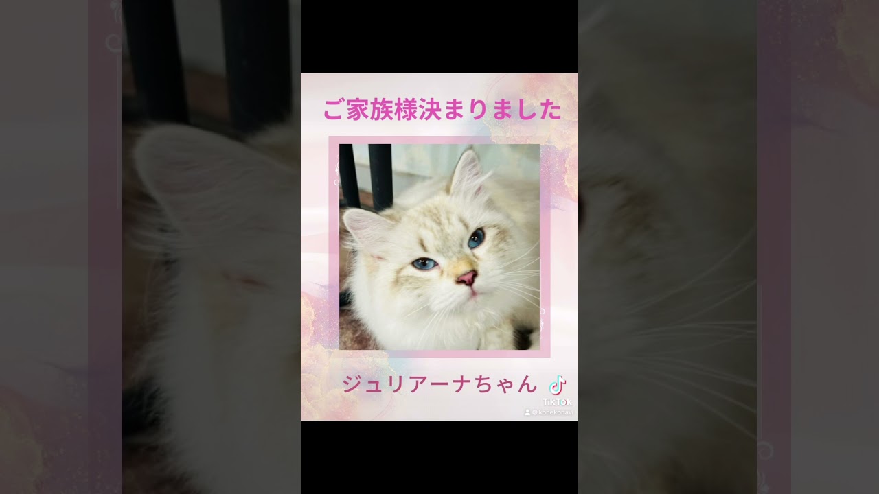 抱っこができる#サイベリアン の#子猫 のジュリアーナちゃん💖ご家族様決まりました♪吉祥寺のロイヤルキャッツでは抱っこができる子猫達がご家族様を募集中です。#猫カフェ にも遊びに来て下さい😻