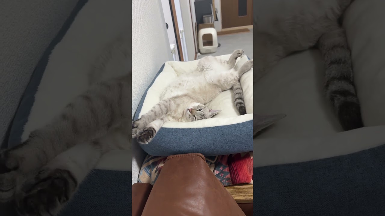 幸せだね〜　#シャムトラ #元保護猫 #シャムミックス  #cat #猫耳 #kitten  #猫耳 #siamesemix